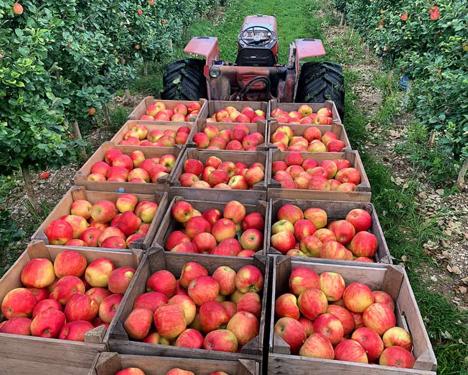 Orchard Work